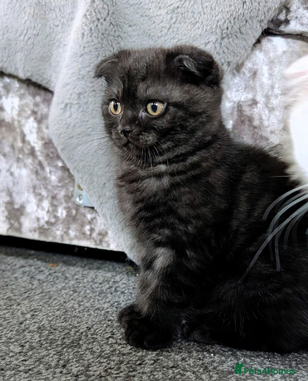 Scottish Fold cats 🩵🩷Scottish fold babies ready to leave now🩷🩵 - Advert 1