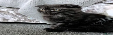 Scottish Fold 2