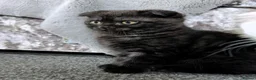 Scottish Fold cats for sale: 🩵🩷Scottish fold babies ready to leave now🩷🩵 - Advert 4
