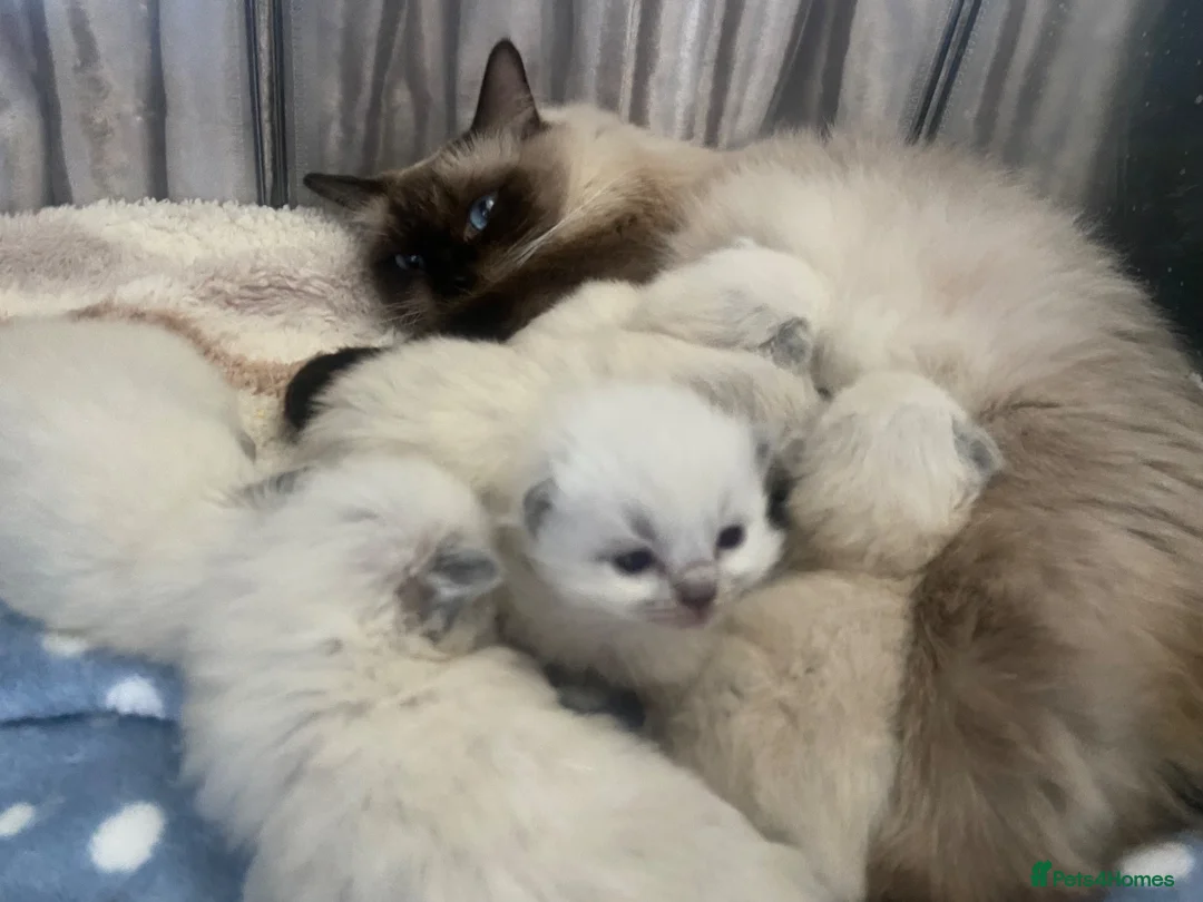 Ragdoll cats for sale: Pure ragdoll kittens  in Southend-on-Sea - Advert 1
