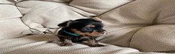 Yorkshire Terrier dogs for sale: Adorable Yorkshire Terrier Puppies 🐾❤️ - Advert 18