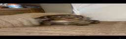 Miniature Dachshund dogs for sale: Miniature dadhaunds ready now  - Advert 21