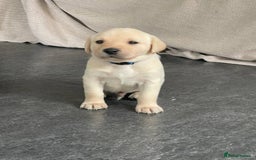 Labrador Retriever dogs for sale: Equal parts adventure and sofa buddies (Labradors) - Image 29