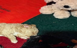 Australian Labradoodle dogs for sale: 5* health tested Australian labradoodles - Image 5