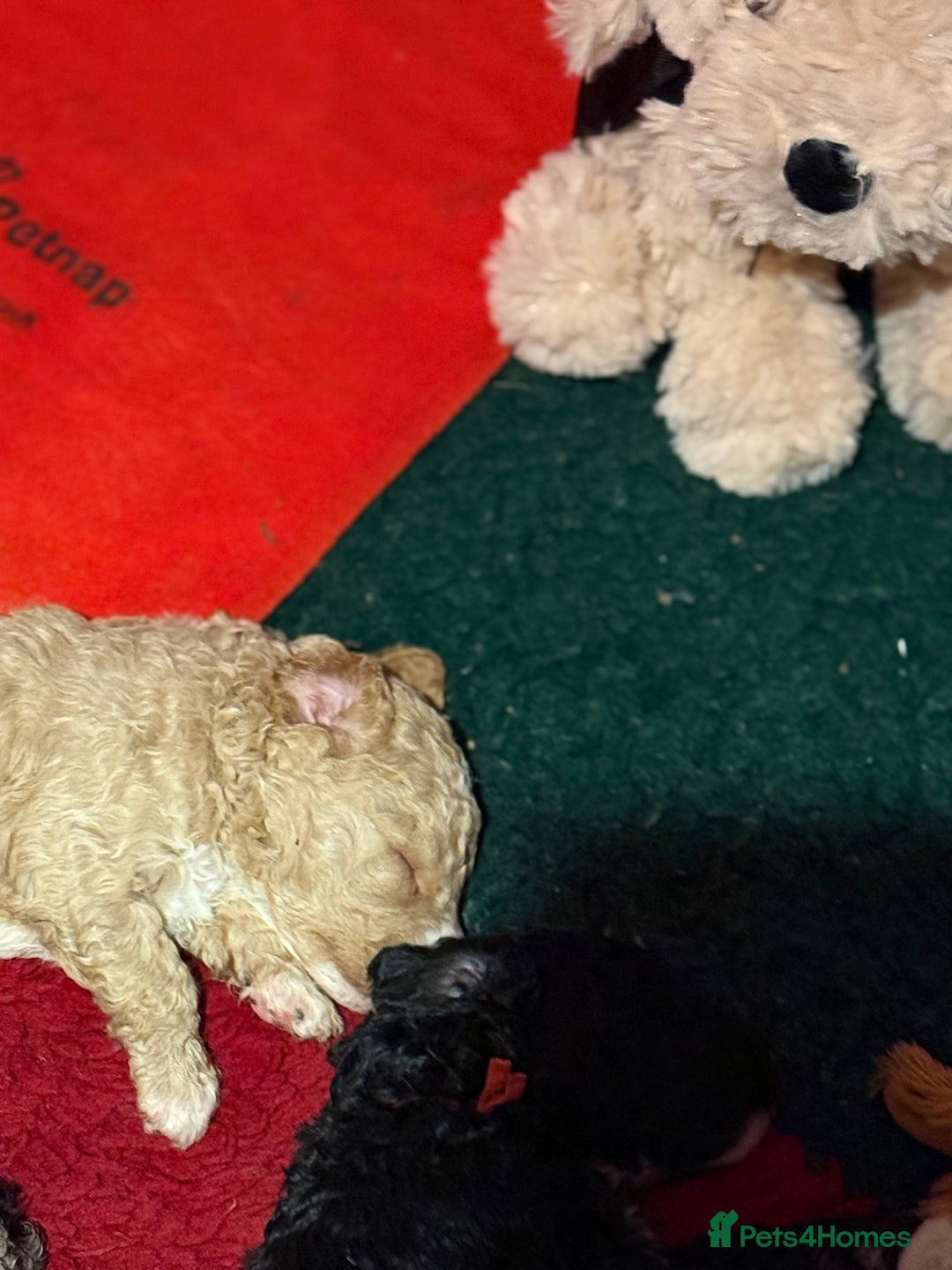 Australian Labradoodle dogs for sale: 5* health tested Australian labradoodles - Image 5