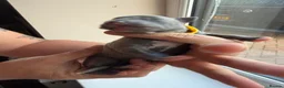 Whippet dogs for sale: Beautiful whippet puppies - Advert 26