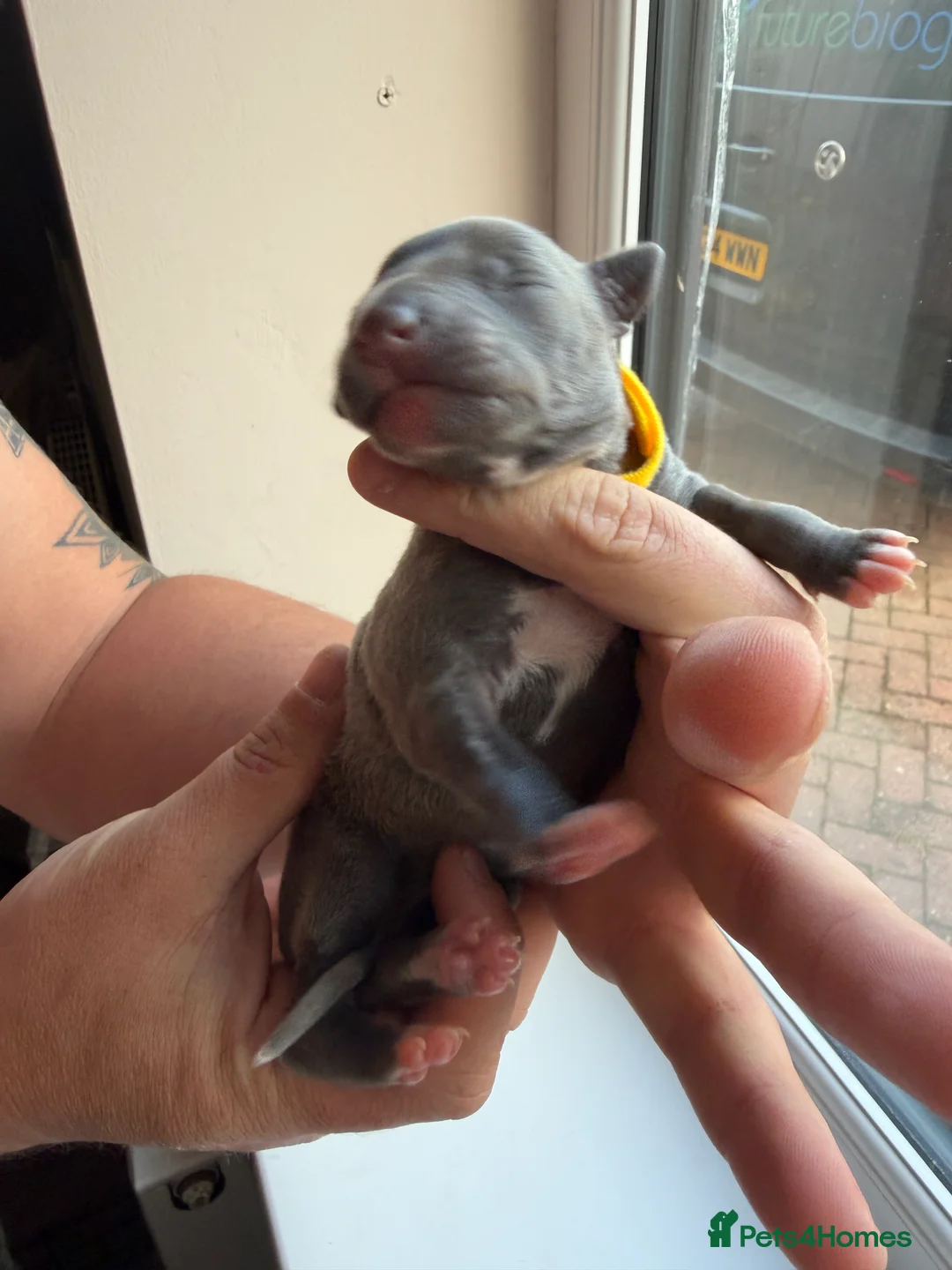 Whippet dogs for sale: Beautiful whippet puppies - Advert 26