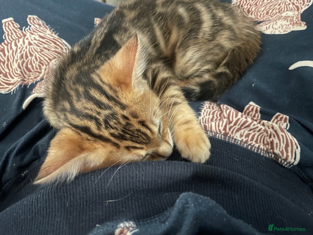 Bengal cats for sale: Cute and fluffy half Bengal kittens  - Image 20