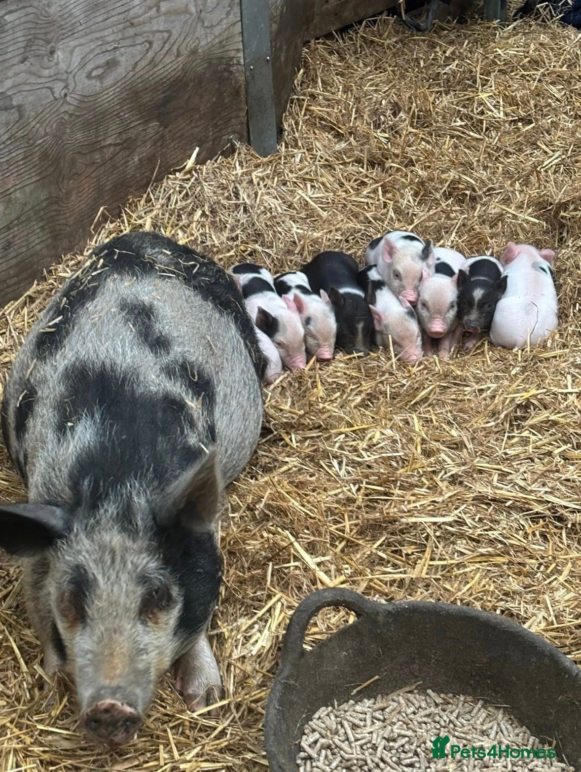 Pig livestock juliana piglets  - Advert 2