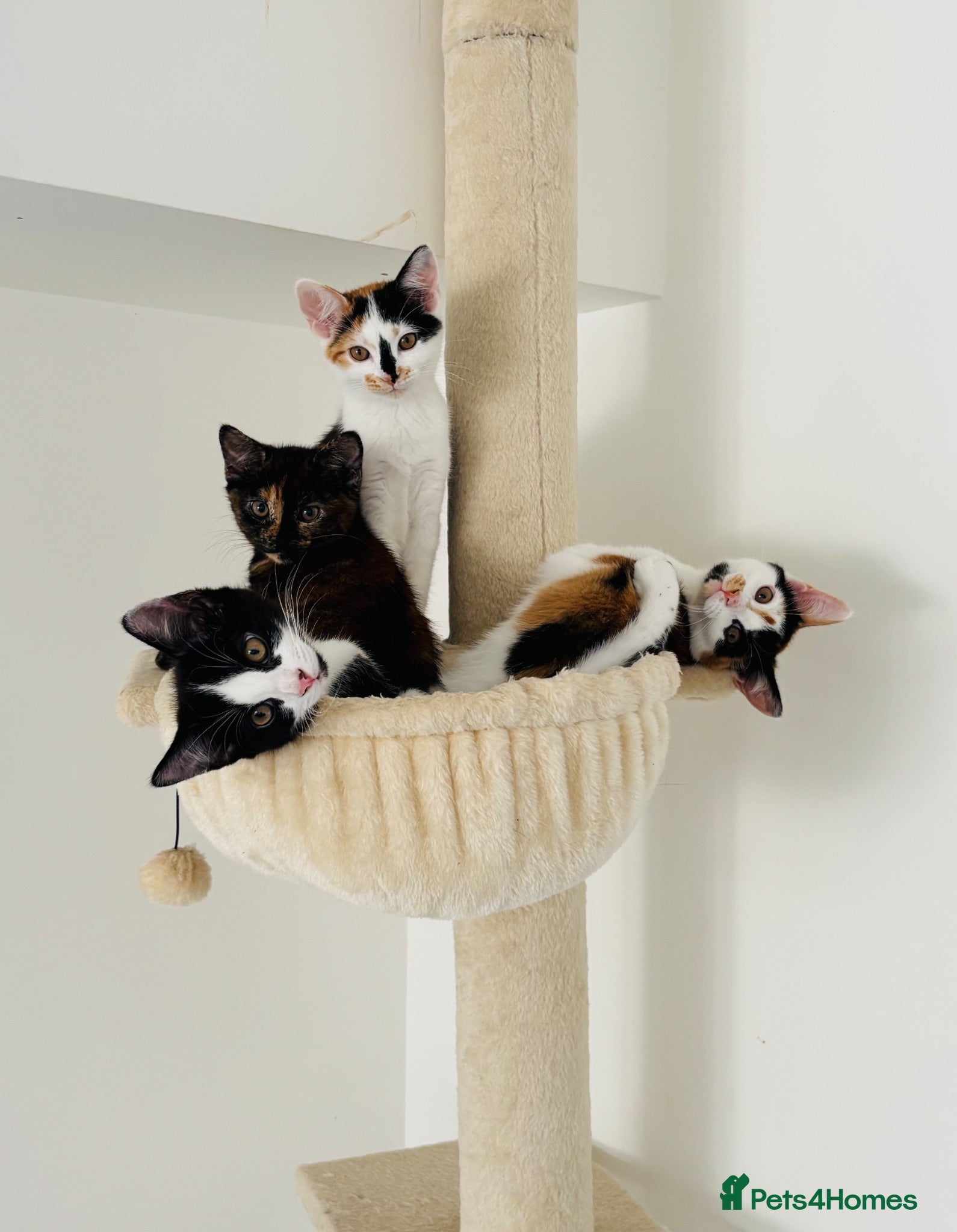 Mixed Breed cats Adorable All Girl Kittens - Advert 1