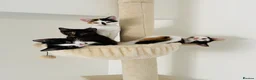 Mixed Breed cats for adoption: Adorable All Girl Kittens in Rainham - Advert 1