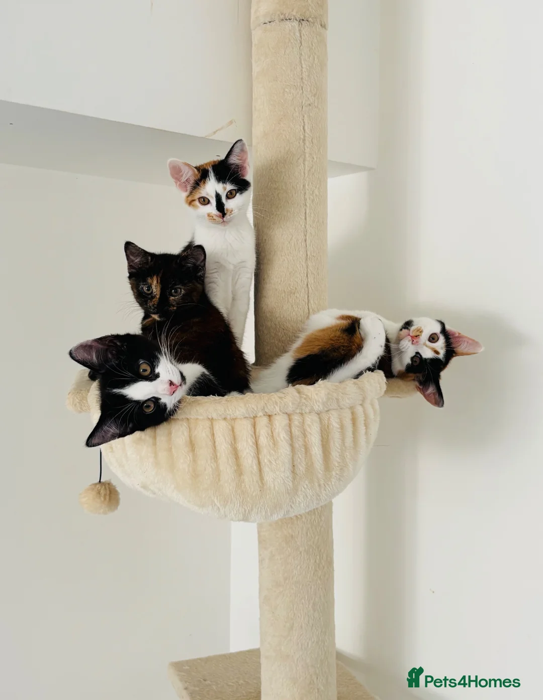 Mixed Breed cats for adoption: Adorable All Girl Kittens in Rainham - Advert 1