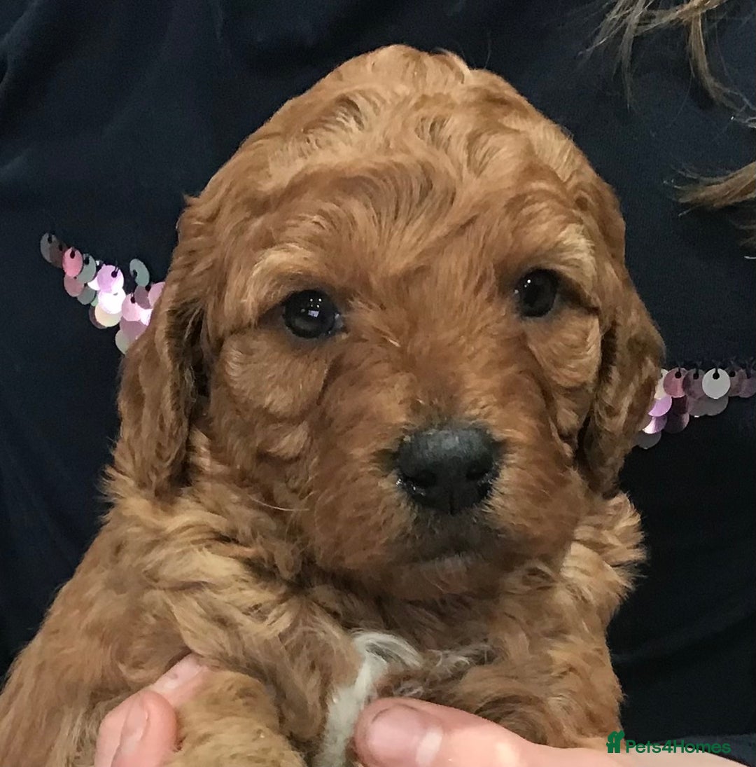 Labradoodle dogs for sale: 5* MINI F1B LABRADOODLE PUPPIES. - Advert 8