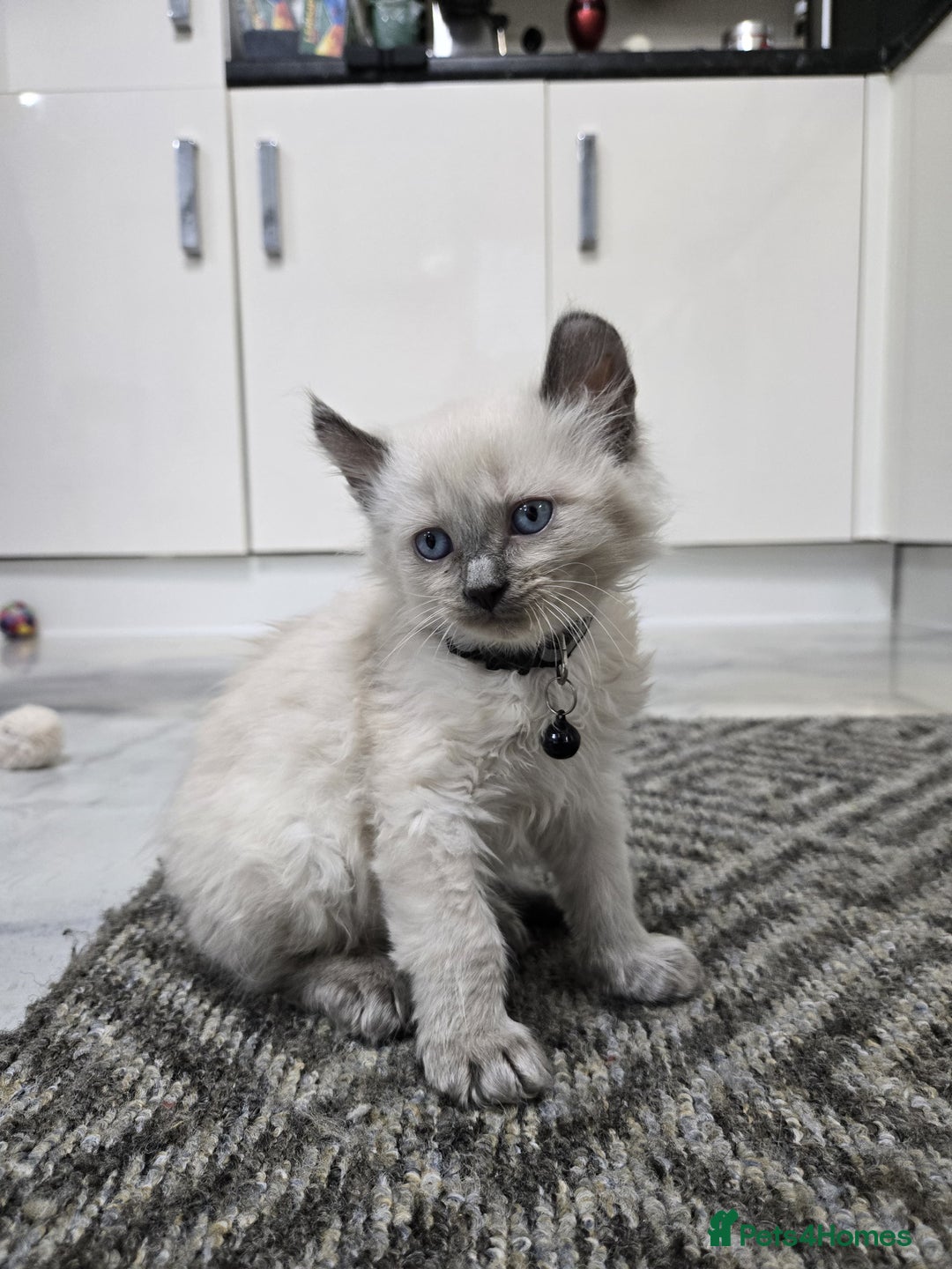 American Curl cats for sale: RARE, Unique, Affectionate American Curl Kittens!  - Advert 10