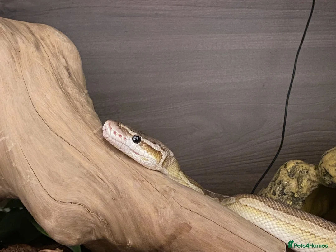 Python Snake reptiles for sale: CB14 female cinnamon pastel butter ball python in Westbury - Advert 7