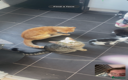 Mixed Breed cats for sale: beautiful kittens for sale(deposit required) - Image 1