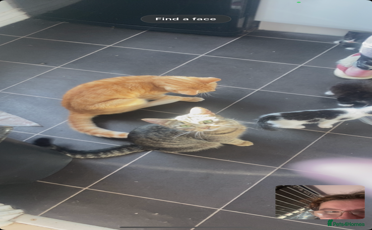 Mixed Breed cats - Advert 2
