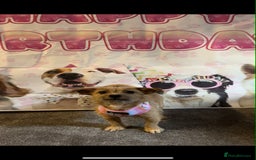 Mixed Breed dogs for sale: Small Jack russel cross  - Image 1