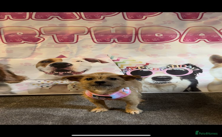 Mixed Breed dogs - Advert 12
