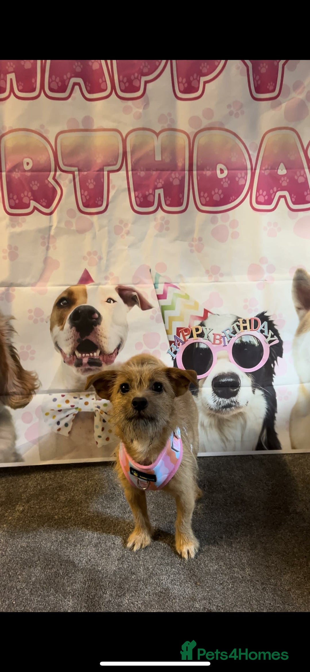 Mixed Breed dogs for sale: Small Jack russel cross  - Image 1