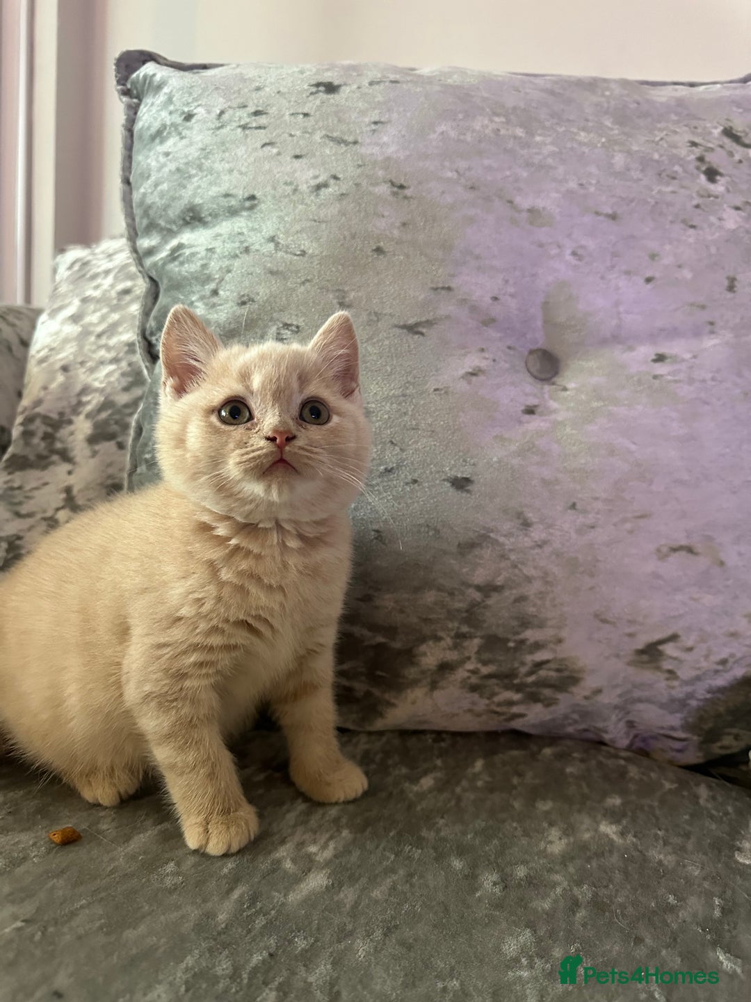 British Shorthair cats for sale: Beautiful Cream British Short hair boy READY NOW - Advert 10