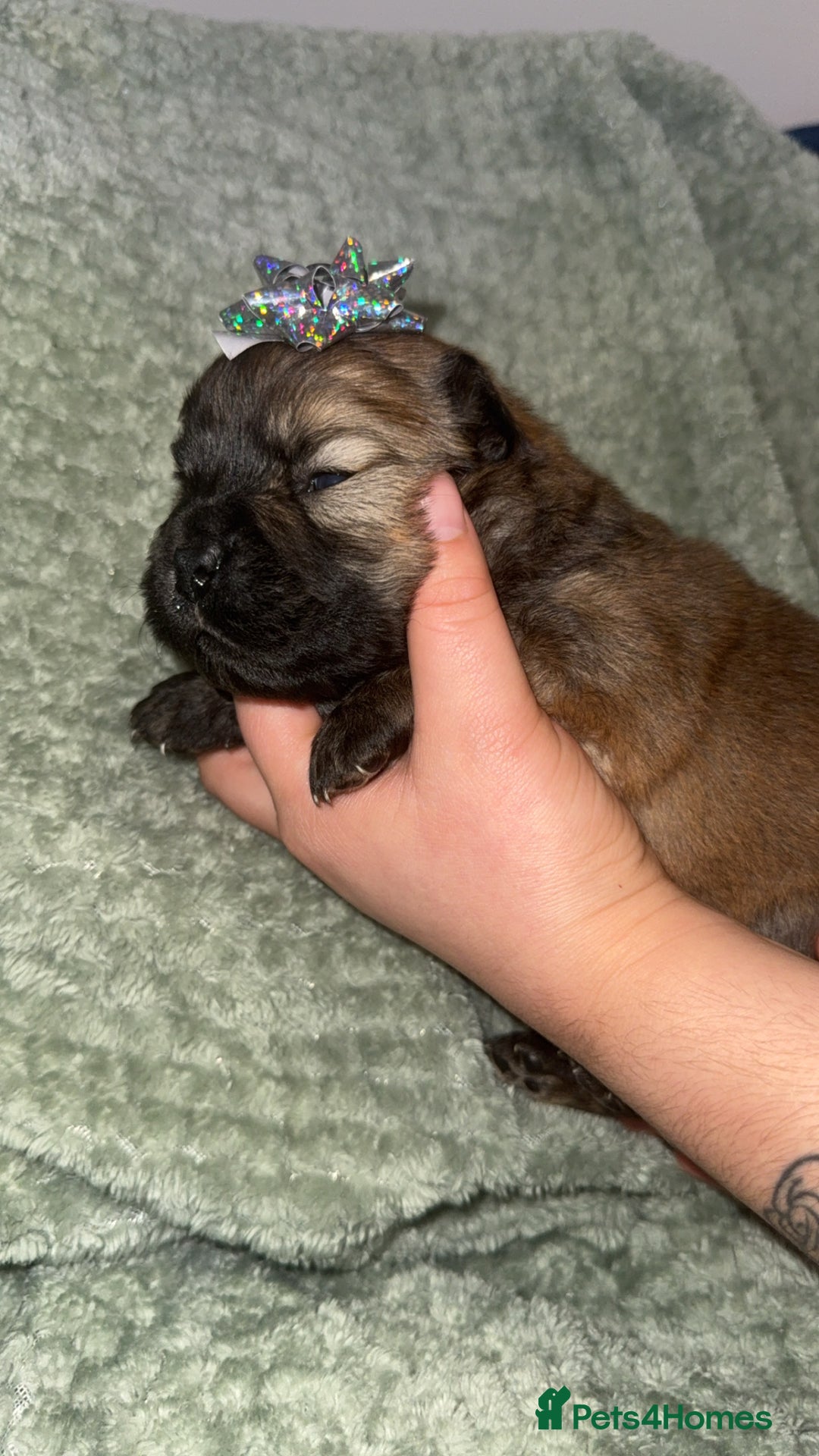 Chow Chow dogs for sale: Chow chow puppies  - Advert 36