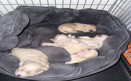 Bichon Frise dogs for sale: Bichon puppies for sale - Advert 1