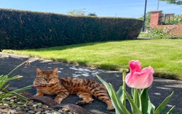 Bengal cats for sale: Bengal cat - Image 6