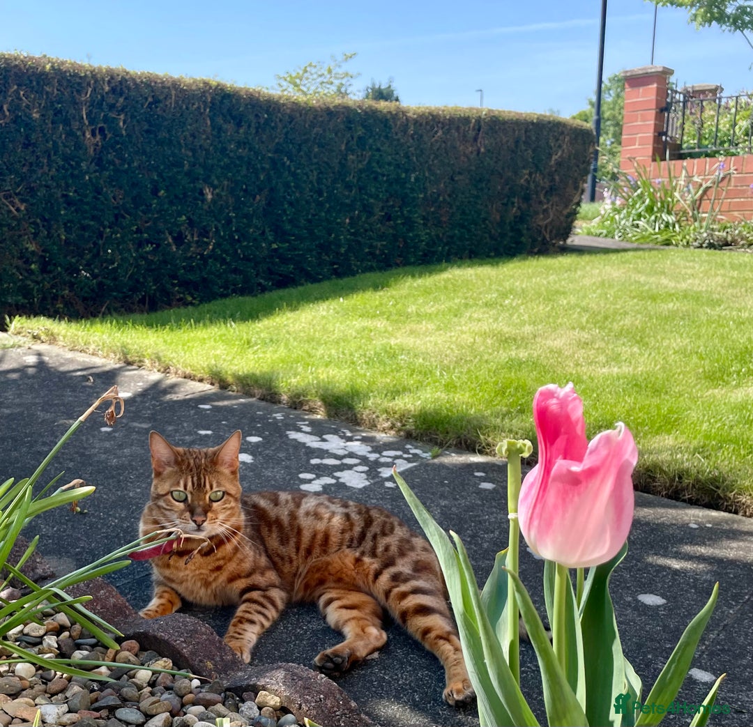 Bengal cats for sale: Bengal cat - Image 6