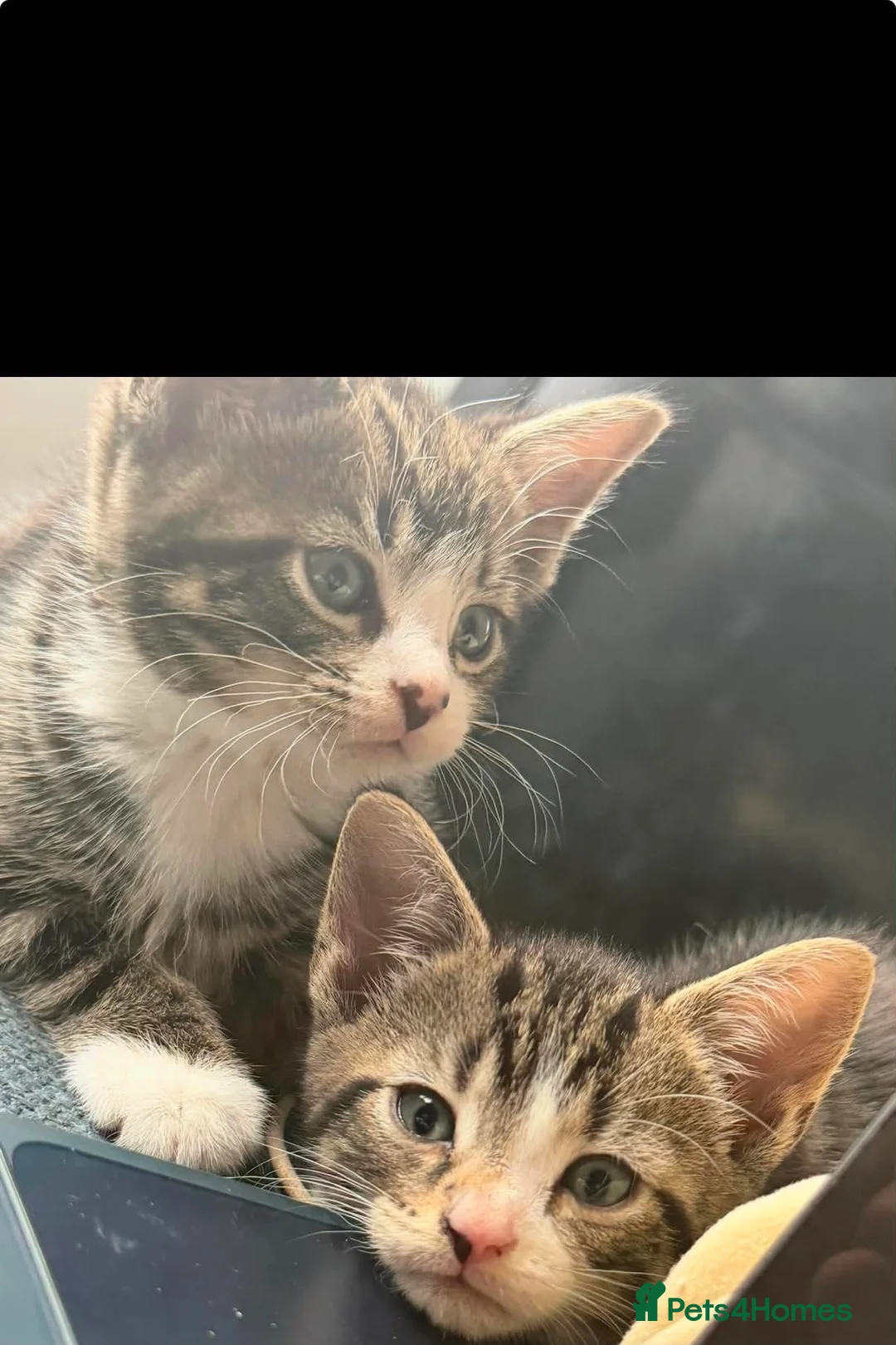 Mixed Breed cats for sale: For sale - Advert 2