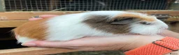Guinea Pig rodents for sale: Sweet natured baby girl guinea pigs - Advert 2