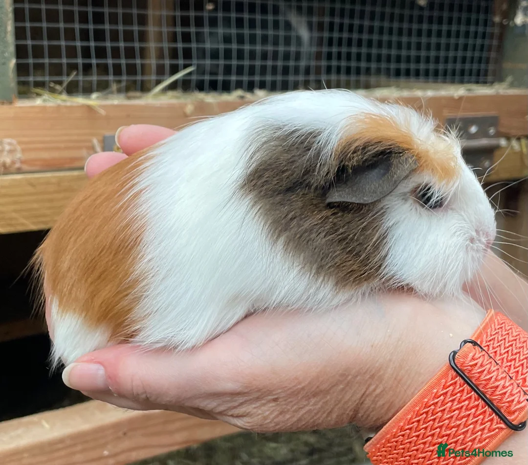 Guinea Pig rodents for sale: Sweet natured baby girl guinea pigs - Advert 2