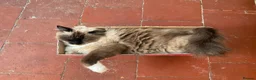 Ragdoll cats for sale: Stunning Ragdoll litter (boy spayed) - Advert 5