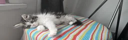 Persian cats for sale: Adorable Persian girl  - Advert 13