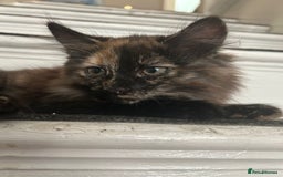 Domestic Shorthair cats for adoption: Adopt from Cats in Crisis East London  - Image 9