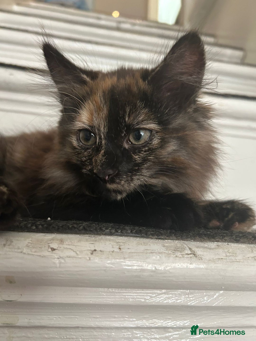Domestic Shorthair cats for adoption: Adopt from Cats in Crisis East London  - Image 9