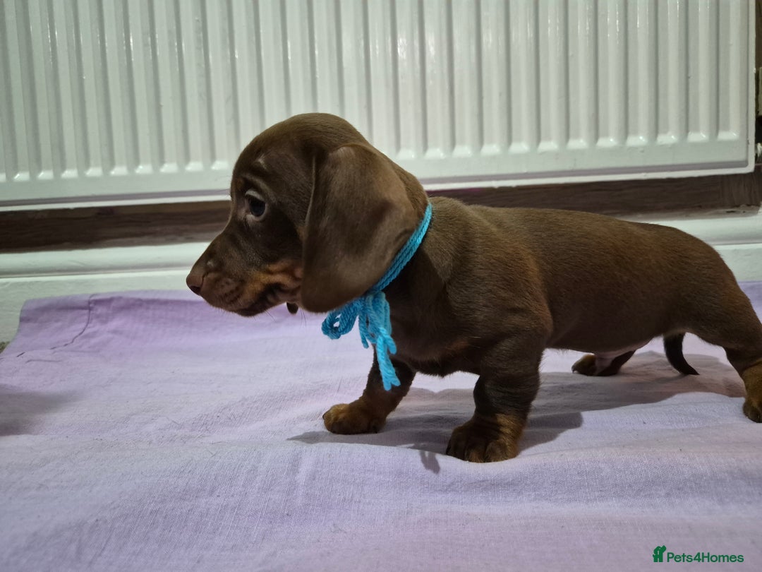 Miniature Dachshund dogs for sale: Hi beautiful mini dachshund for 5* home - Advert 6