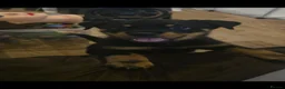 Rottweiler dogs for sale: Rottweiler - Advert 7