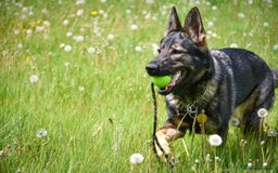 German Shepherd dogs for sale: Stunning German Shepard Litter On Their Way - Image 7