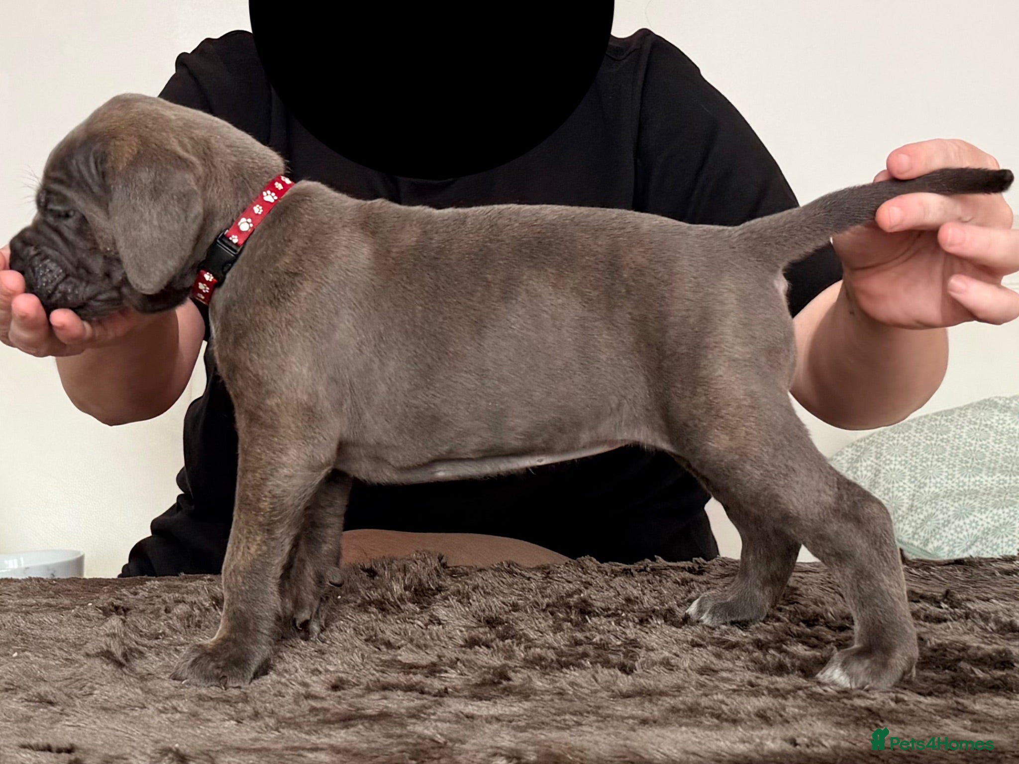 Cane Corso dogs Exceptional pedigree puppies- 3 females - Advert 2