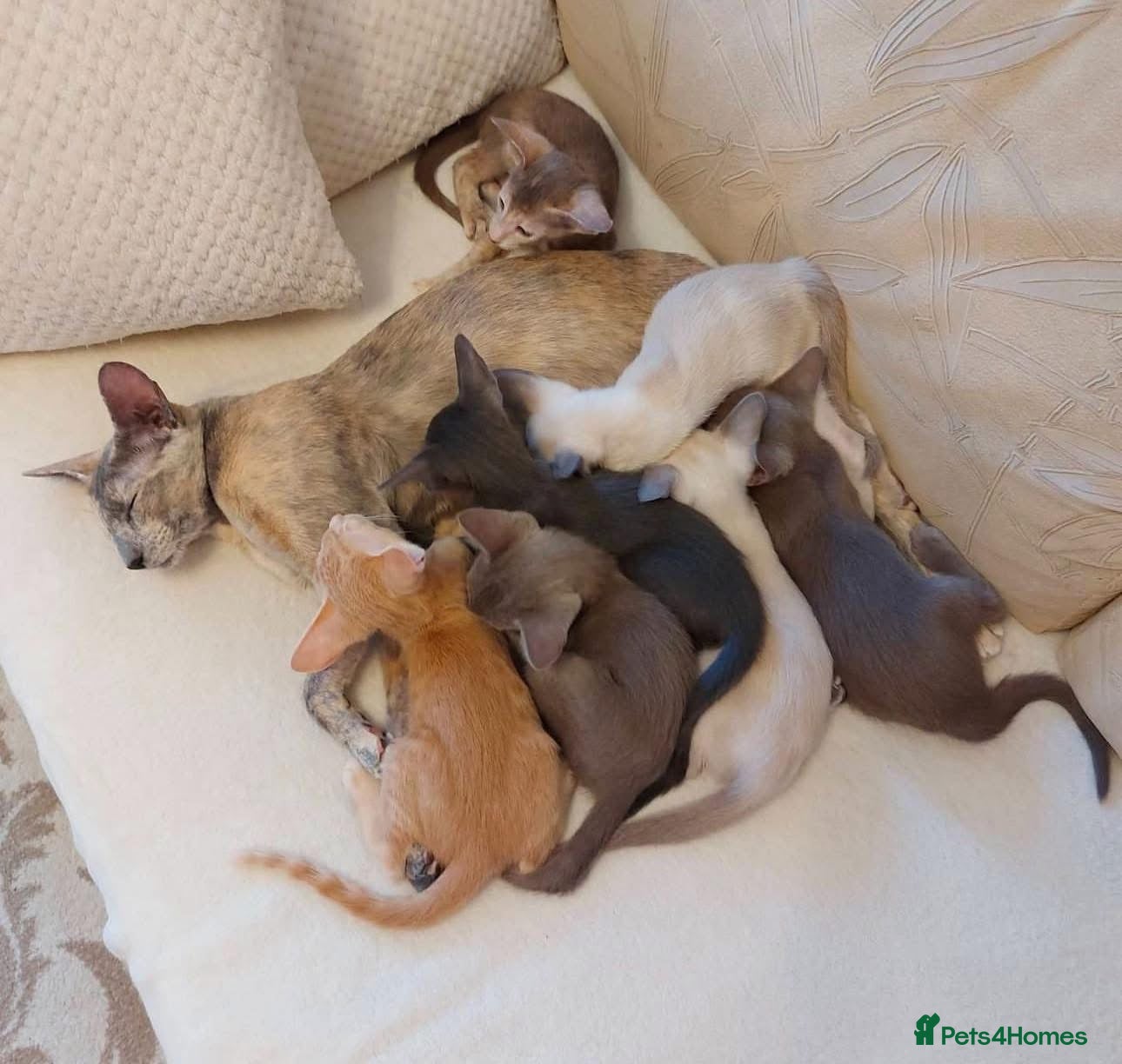 Siamese cats Gccf Siamese boys  - Advert 3