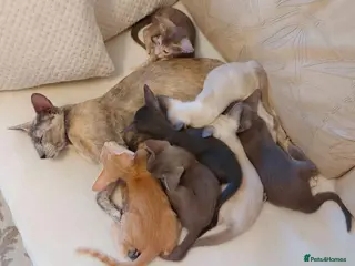 Siamese cats Gccf Siamese boys - Advert 1