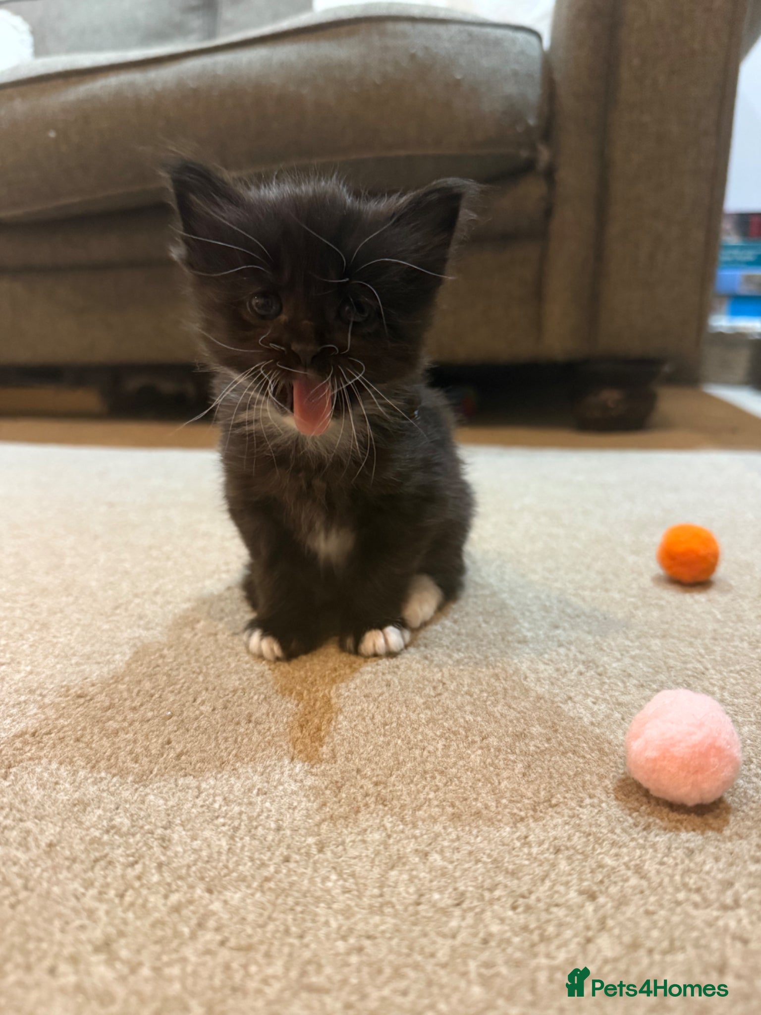 Maine Coon cats 🐾 Maine Coon Cross Kittens – 2 Girls & 1 Boy 🐾 - Advert 12