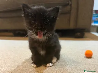 Maine Coon cats 🐾 Maine Coon Cross Kittens – 2 Girls & 1 Boy 🐾 - Advert 12