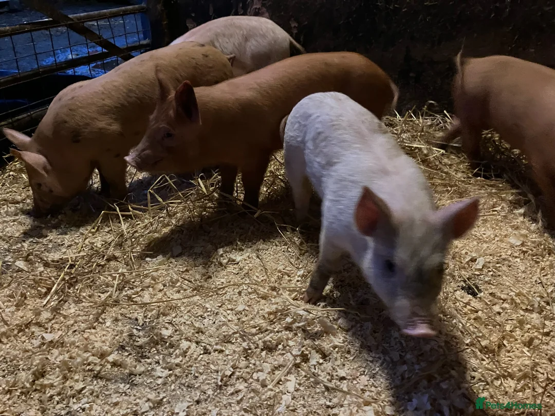 Pig livestock for sale: Pigs large white x Tamworth Weaner pigs  in Stafford - Advert 3