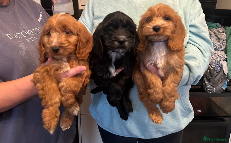Cockapoo dogs - Advert 11