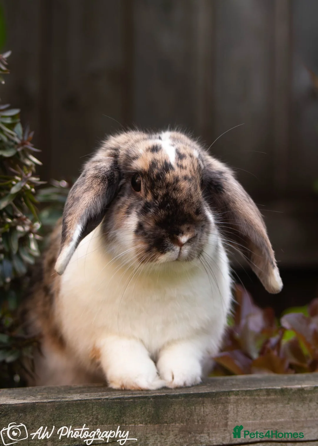 Mini Lop rabbits for sale: Riley - Advert 2