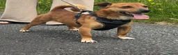 Mixed Breed dogs for stud: For stud in Caernarfon - Advert 4
