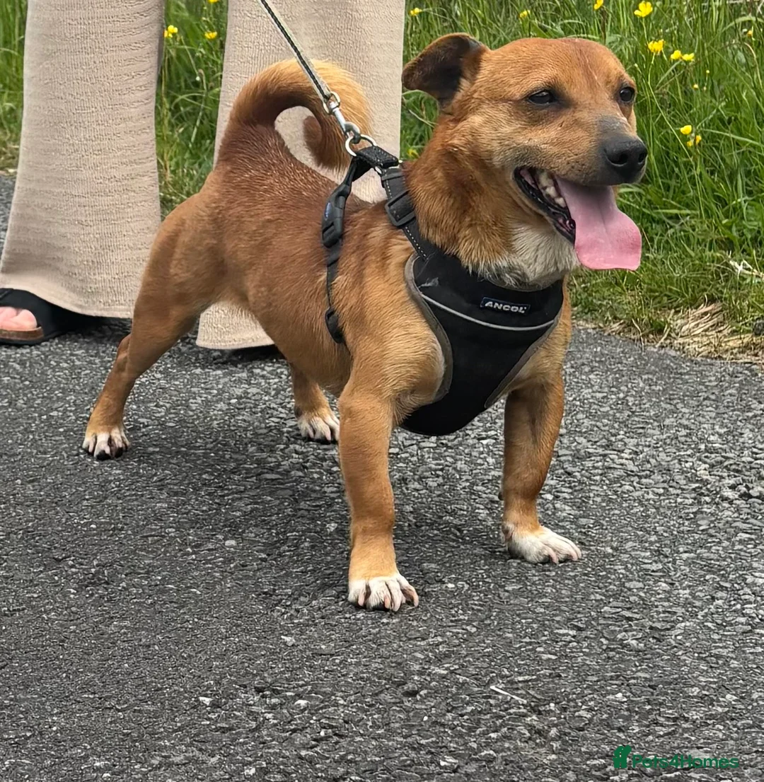 Mixed Breed dogs for stud: For stud in Caernarfon - Advert 4