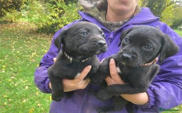 Labrador Retriever dogs for sale: 4x Black Dog Labrador Puppies - Image 3